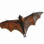 Fledermaus Bild
